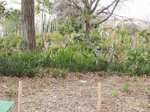 06 Jardin de The 2
